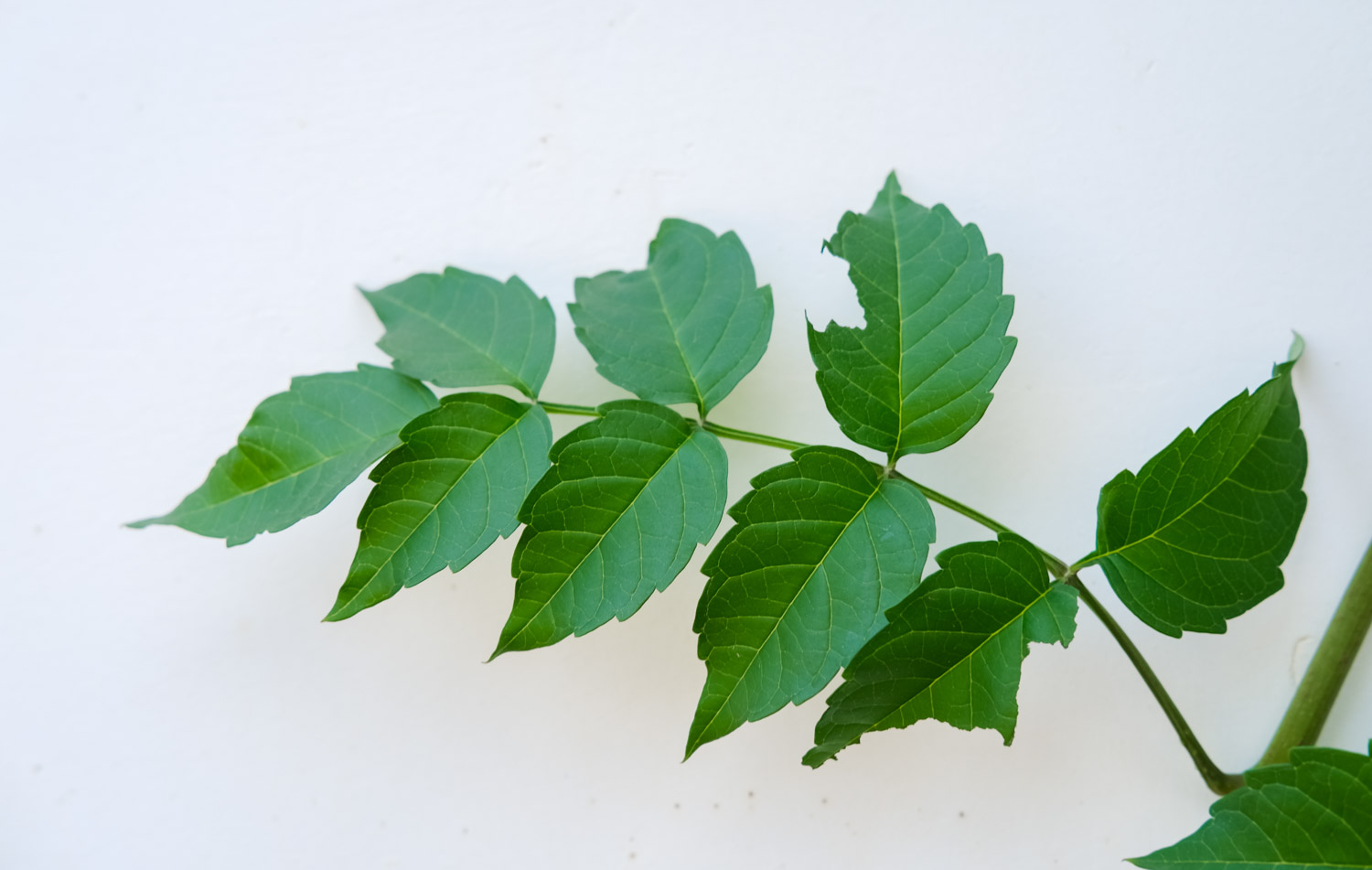 凌霄宝殿有花开——凌霄花(图3)