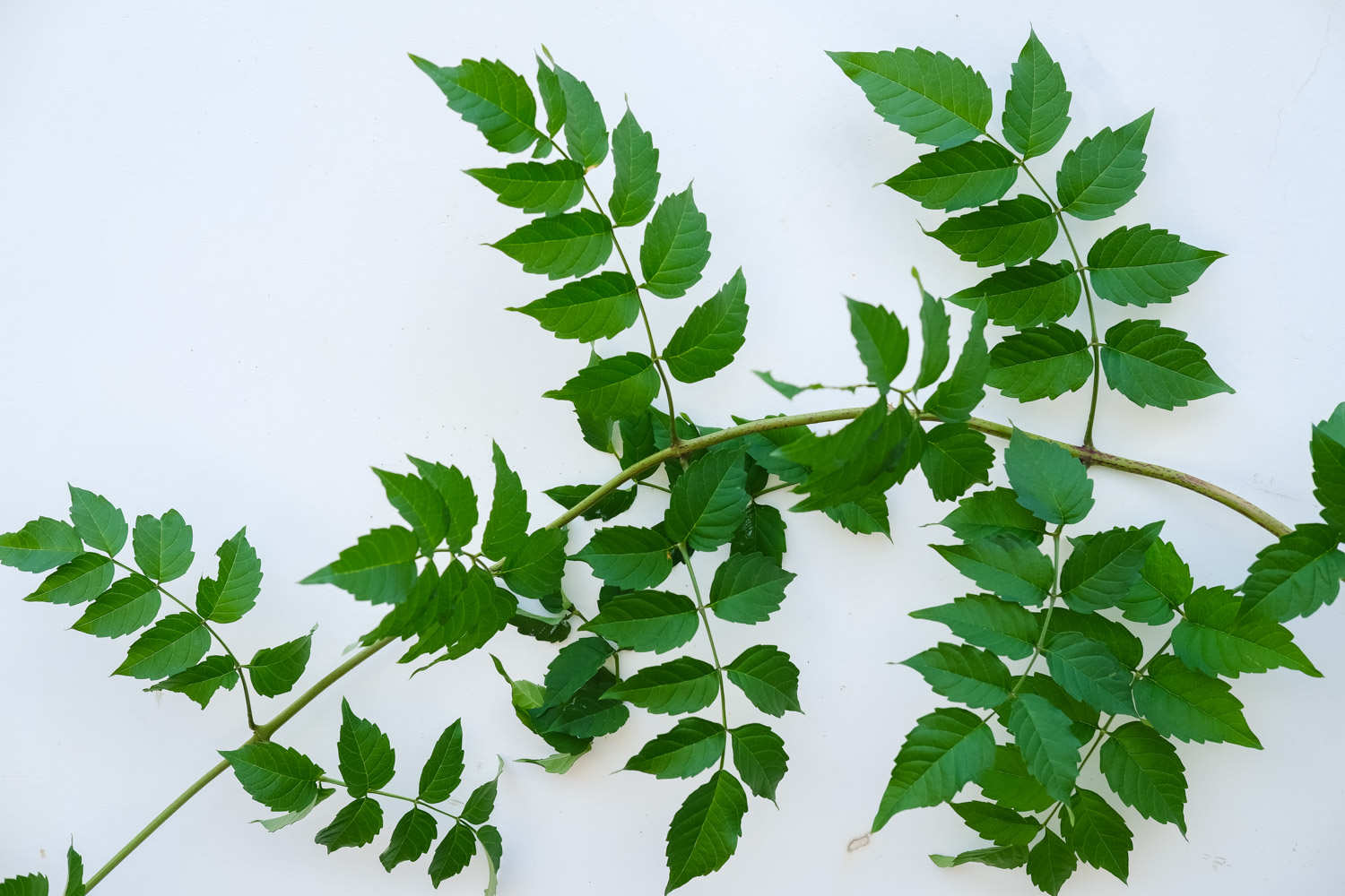 凌霄宝殿有花开——凌霄花(图6)