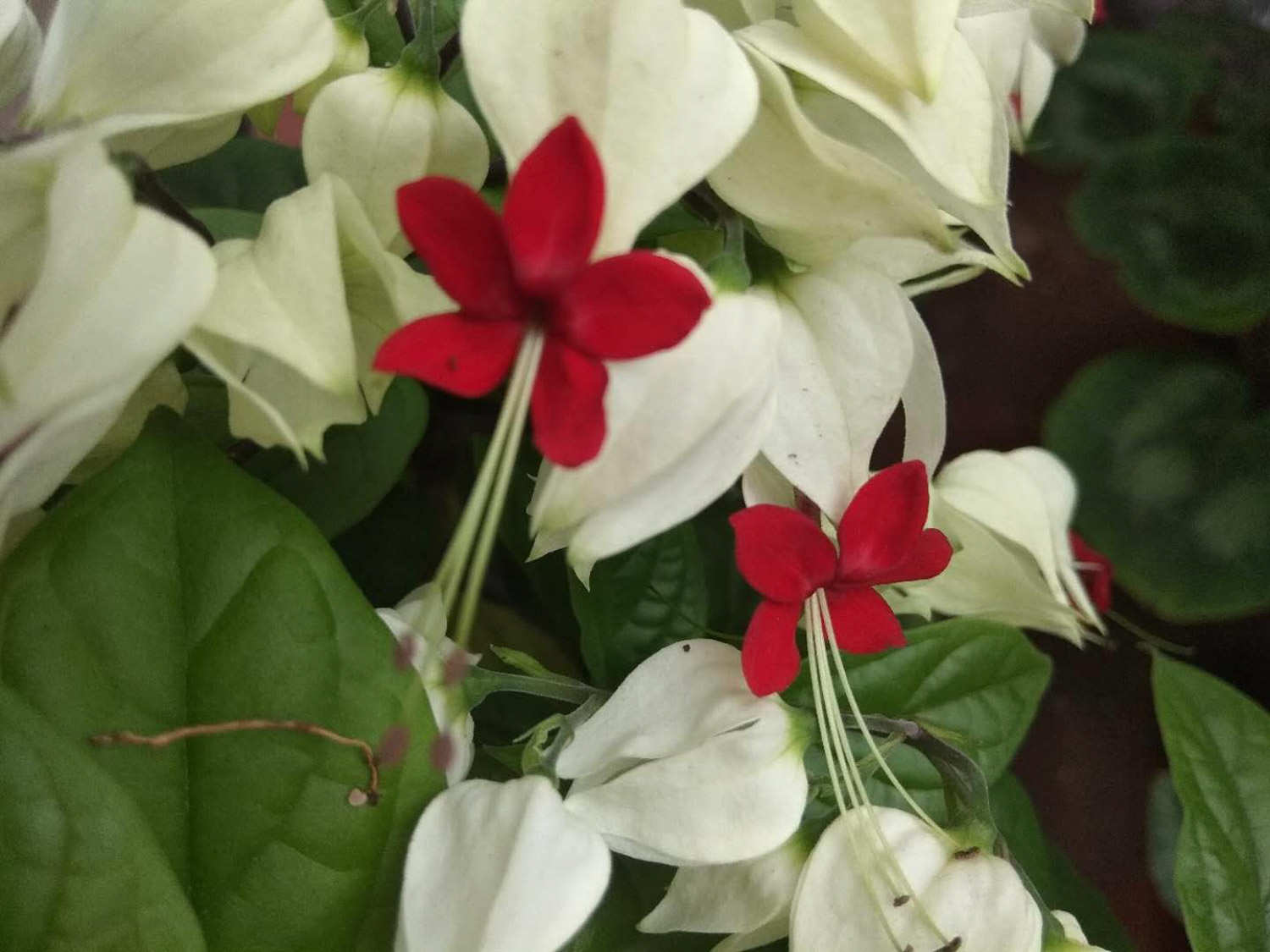 龙吐珠子 - 功圣花卉