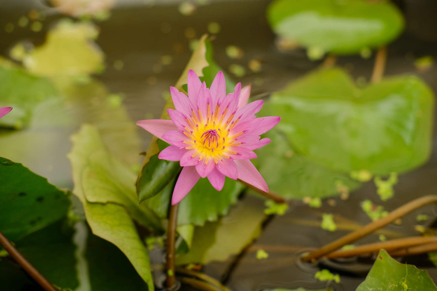 白色梦境——睡莲(图4)