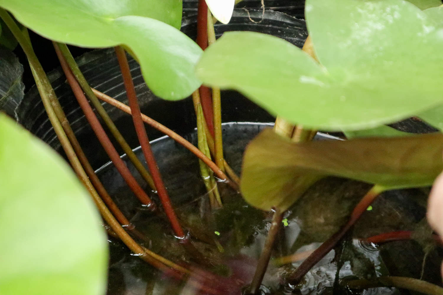 白色梦境——睡莲(图5)