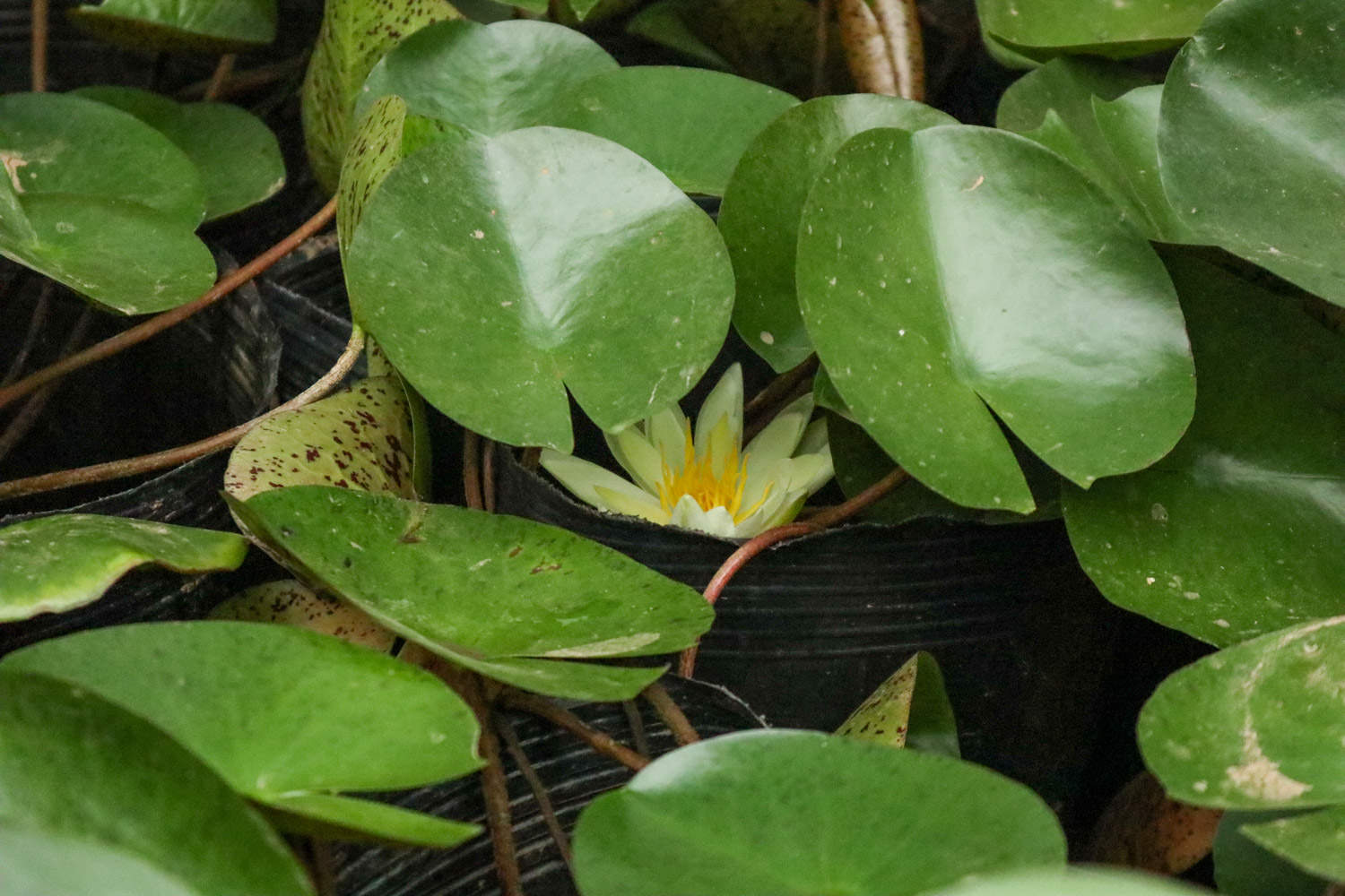 白色梦境——睡莲(图6)