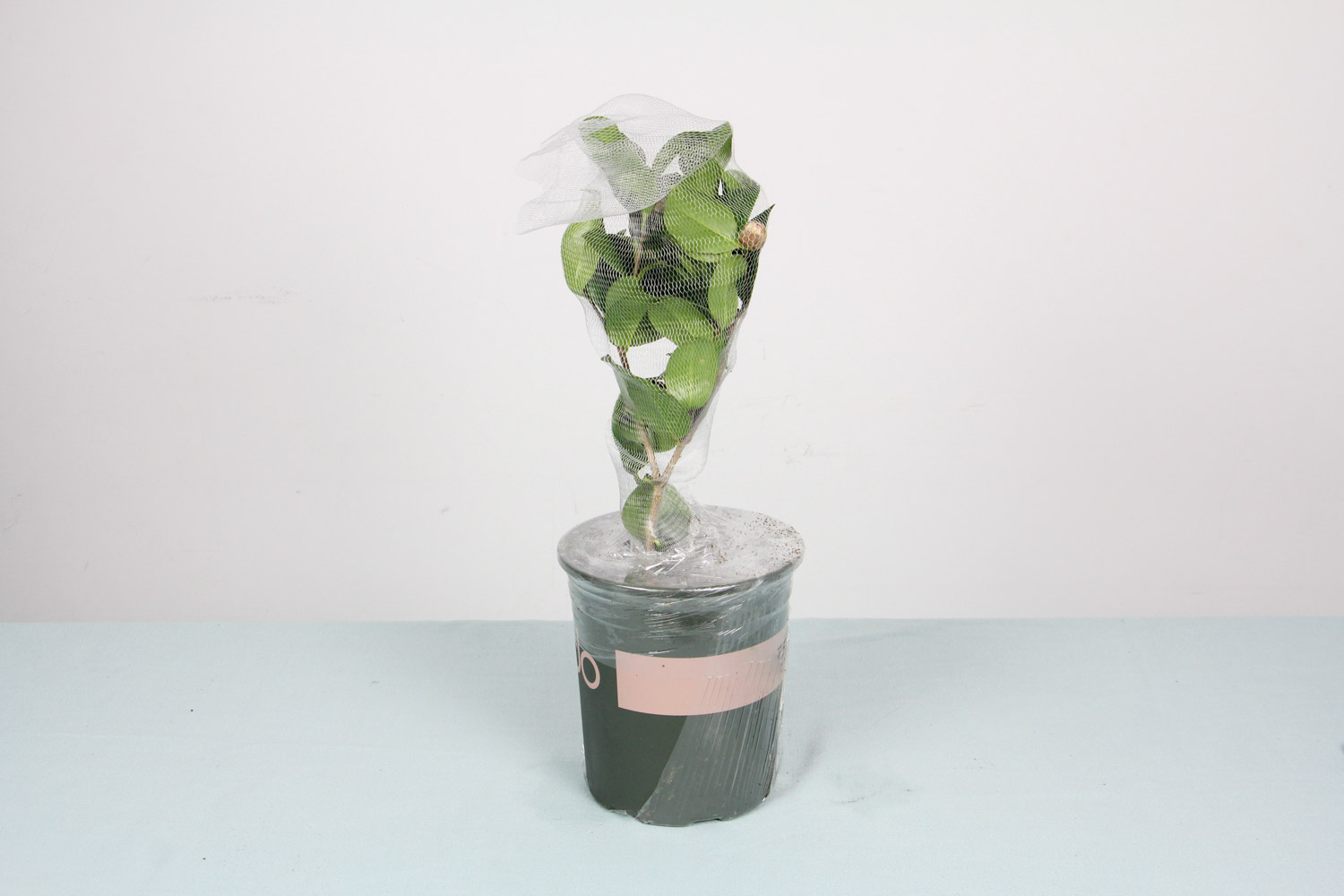 山茶花开，知春来——茶花盆景(图2)