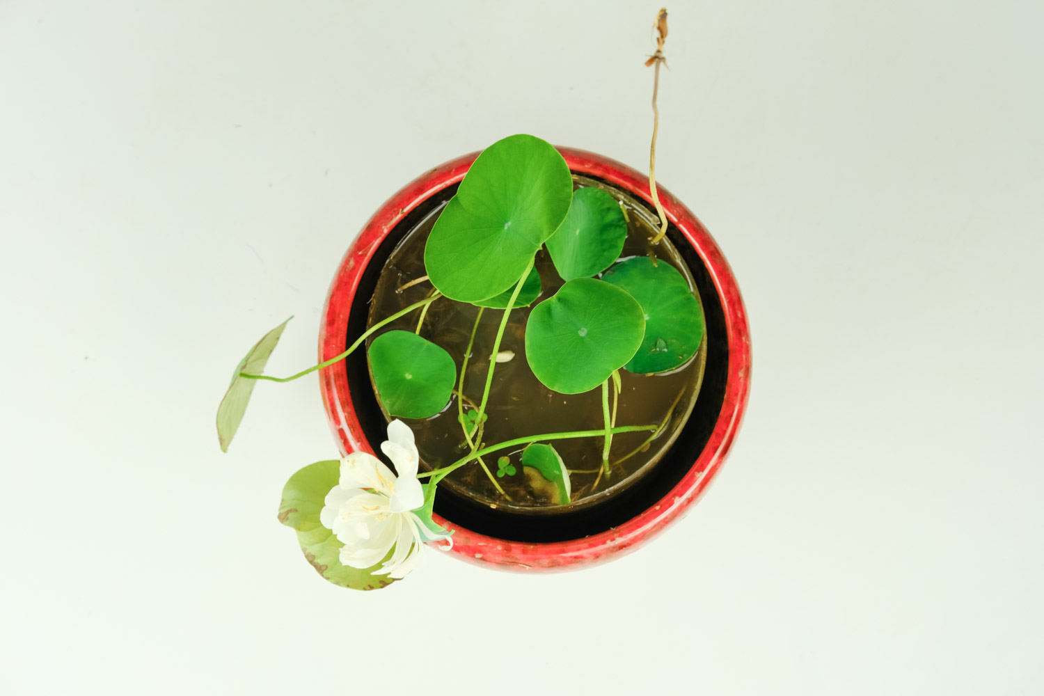 碗中的奇迹——碗莲(图3)