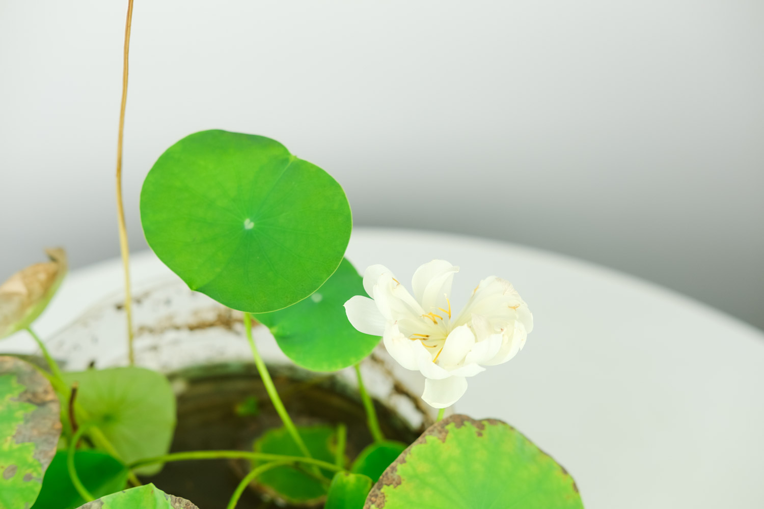 碗中的奇迹——碗莲(图4)