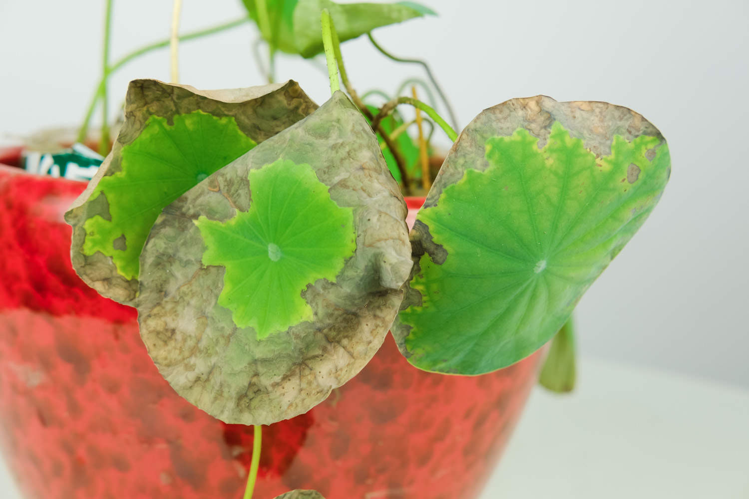 碗中的奇迹——碗莲(图5)