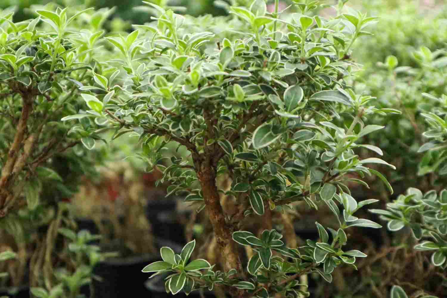 六月雪花飘——六月雪盆景 - 功圣花卉