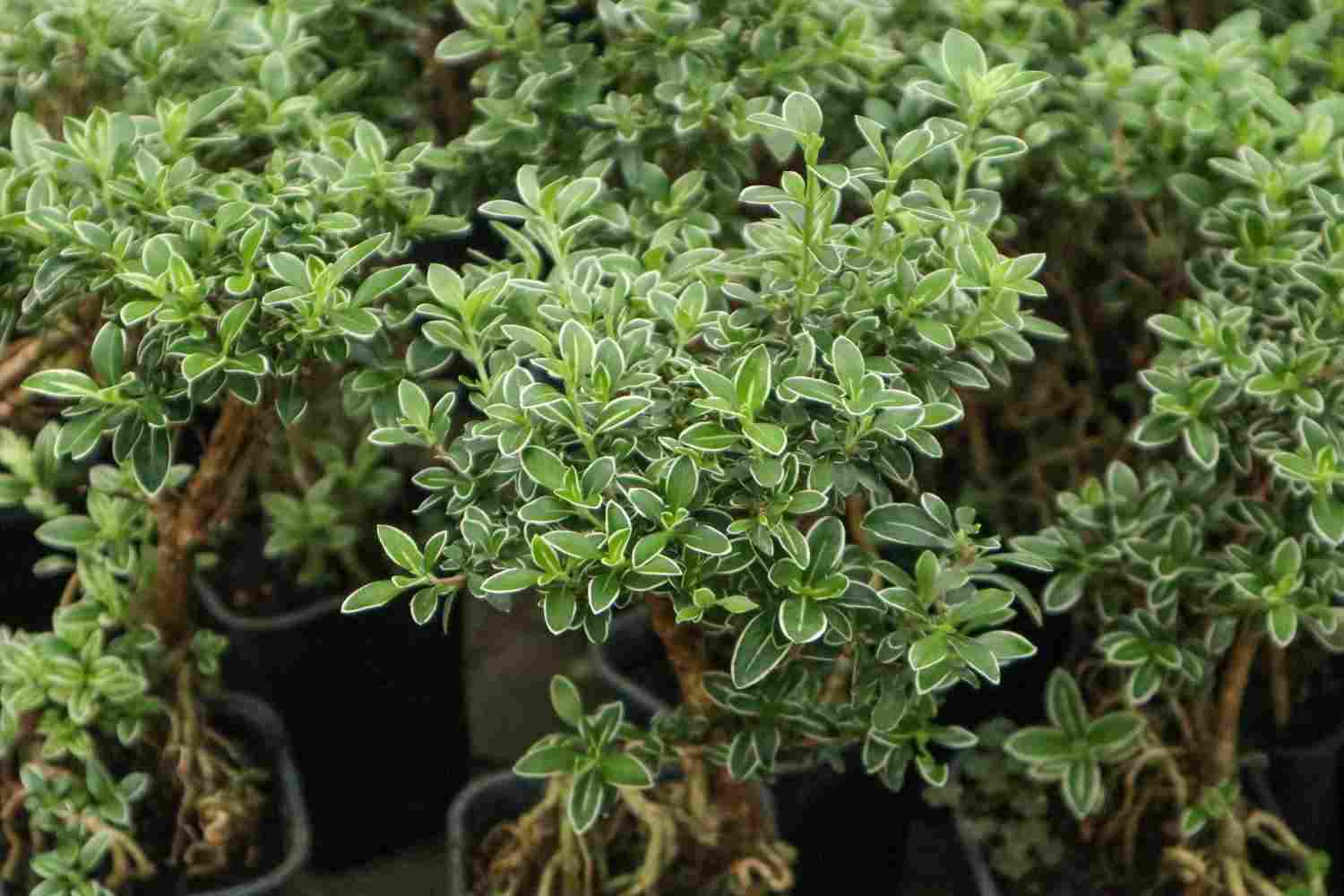 六月雪花飘——六月雪盆景(图2)