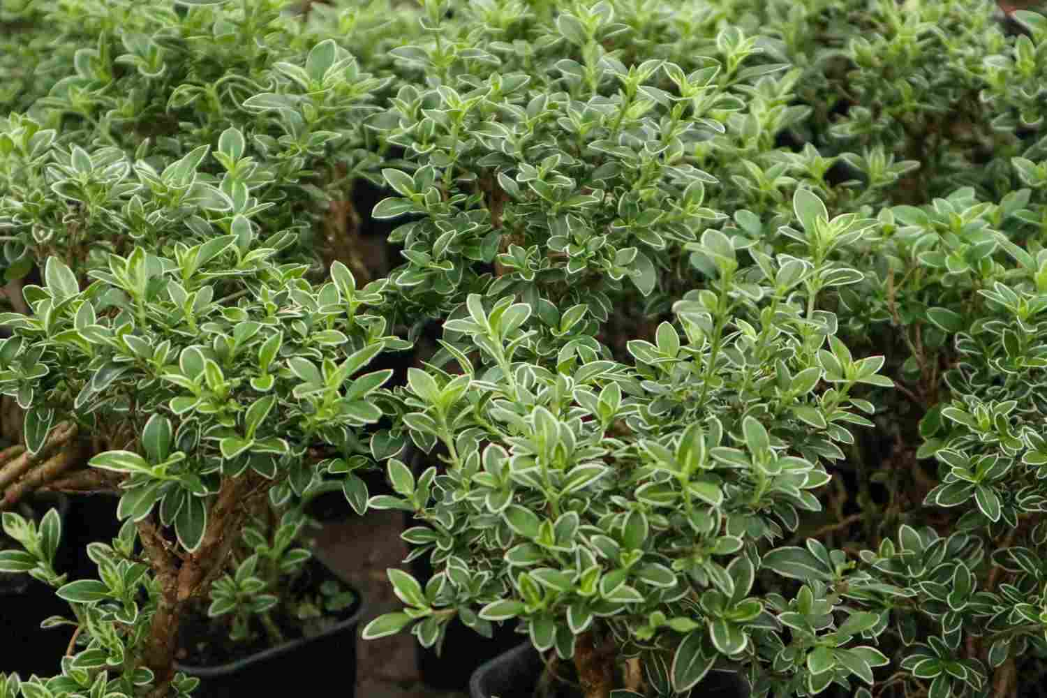 六月雪花飘——六月雪盆景(图4)