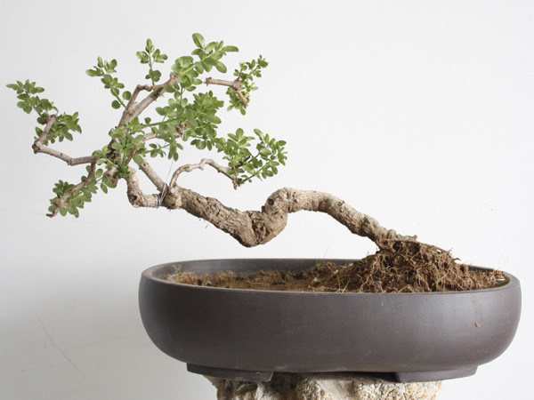 你是人间的四月天——迎春花盆景 - 功圣花卉