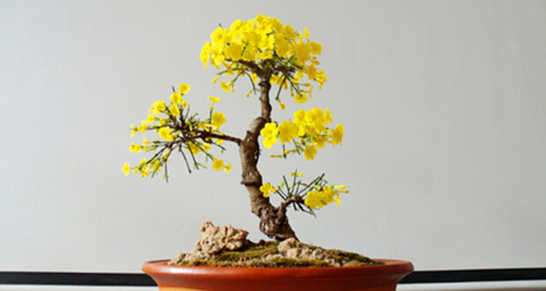 你是人间的四月天——迎春花盆景(图2)