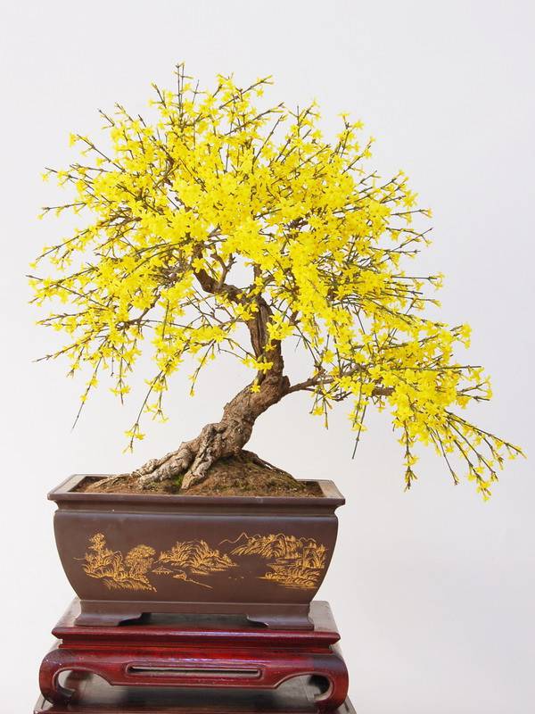 你是人间的四月天——迎春花盆景(图3)