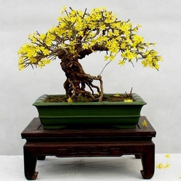 你是人间的四月天——迎春花盆景(图4)