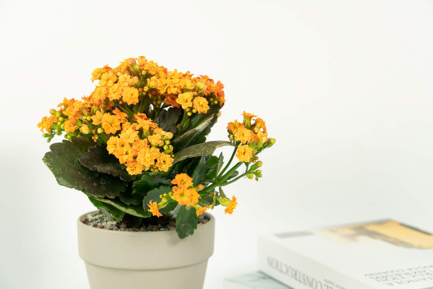 小巧玲珑的长寿花盆景 - 功圣花卉