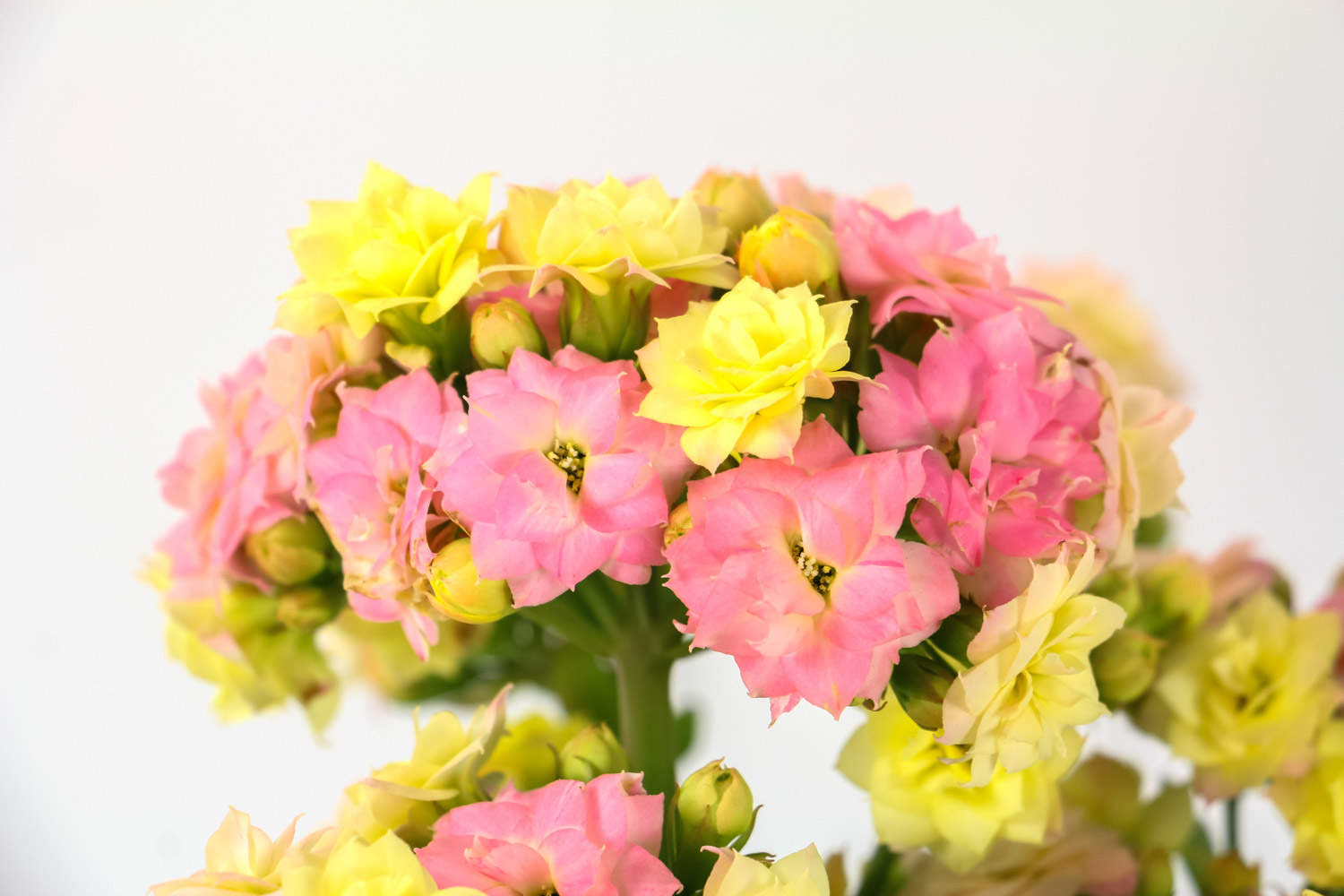 小巧玲珑的长寿花盆景(图2)