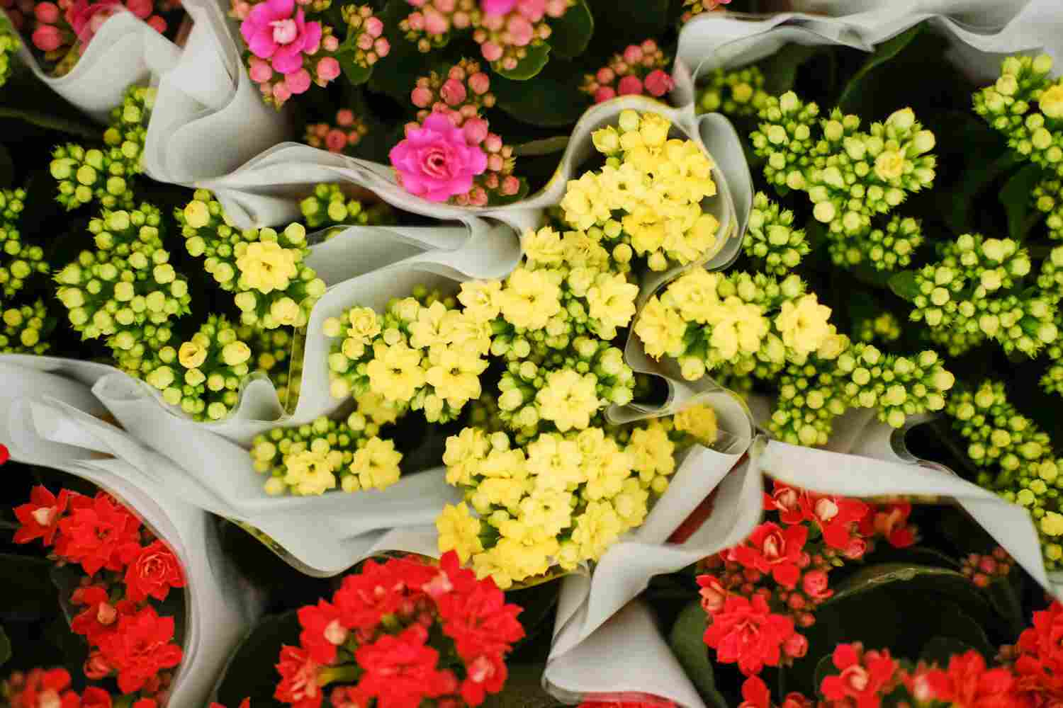 小巧玲珑的长寿花盆景(图4)