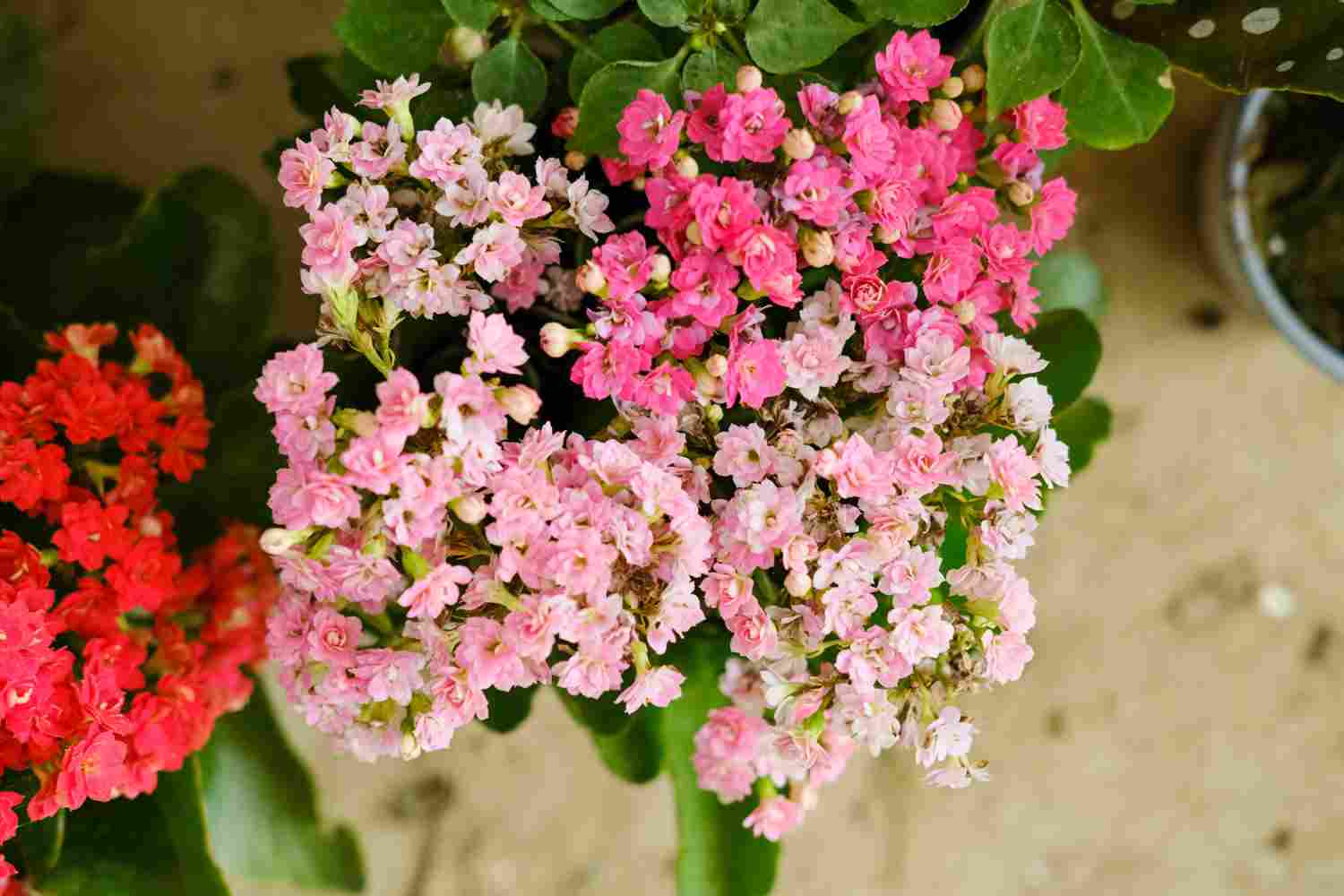 小巧玲珑的长寿花盆景(图5)