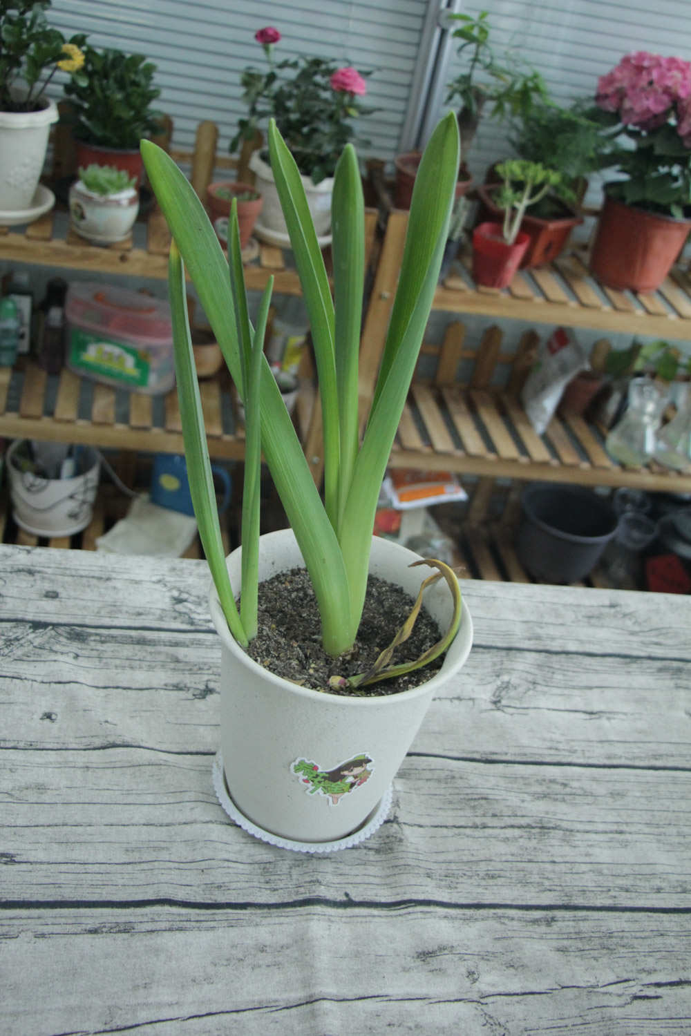 忧郁的爱——紫色风信子(图2)