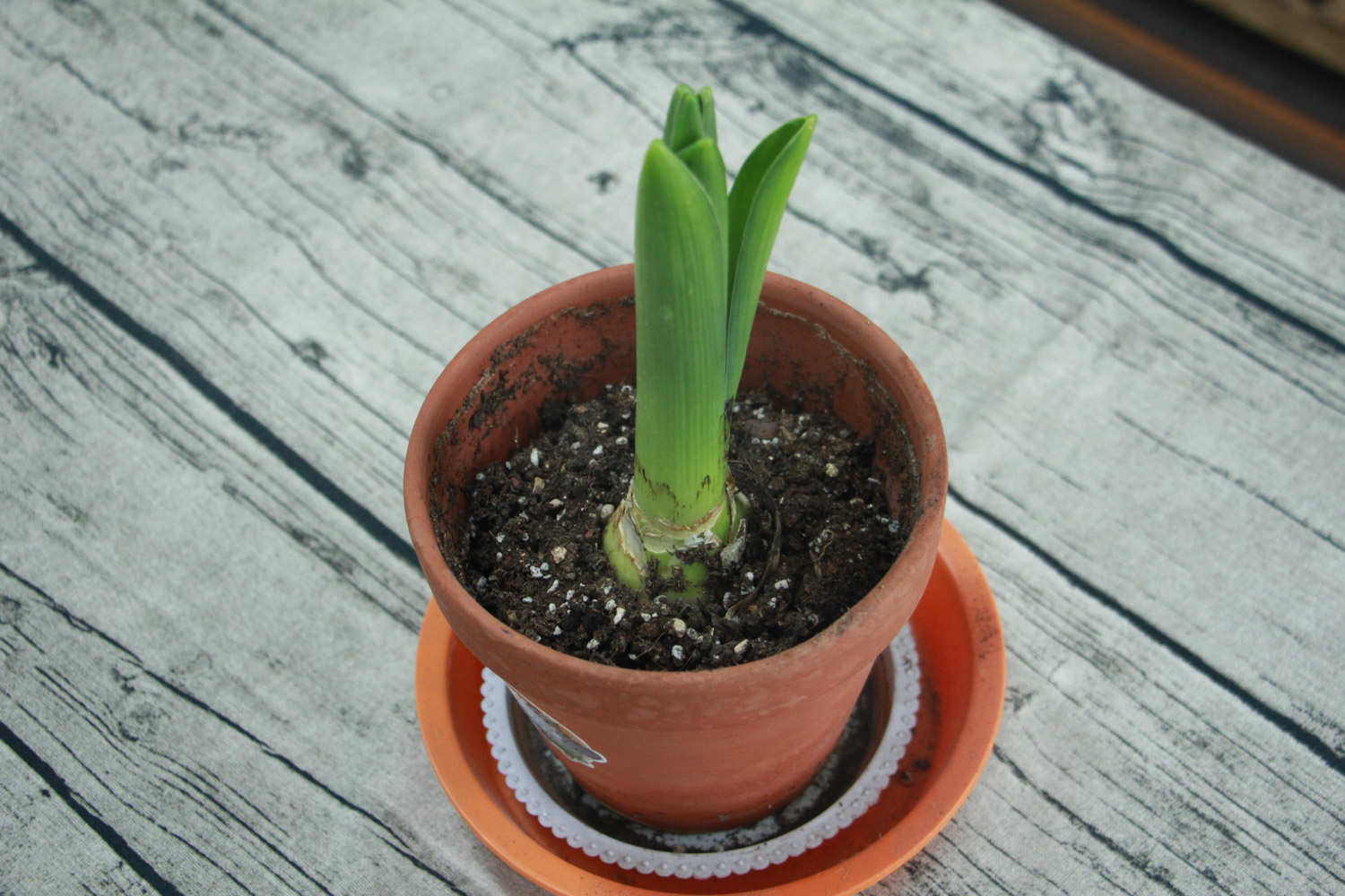 忧郁的爱——紫色风信子(图4)