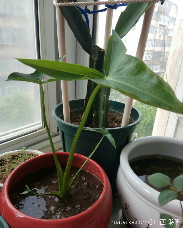 可以吃的茨菰 - 功圣花卉