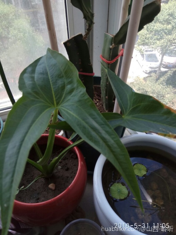 可以吃的茨菰(图2)