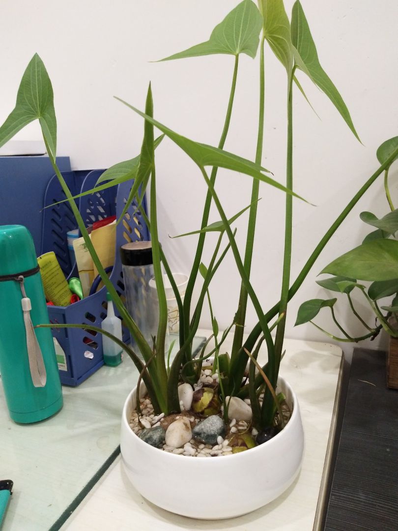 可以吃的茨菰(图3)