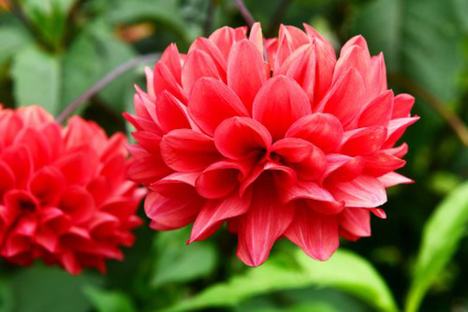 富丽堂皇的大丽花 - 功圣花卉