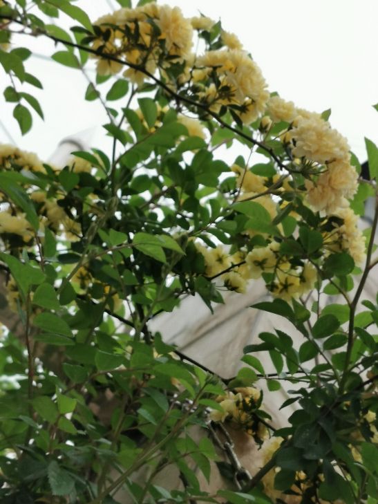 黄色木香花——宜小院，宜暮雨(图2)