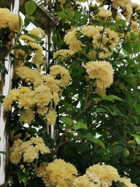 黄色木香花——宜小院，宜暮雨(图3)