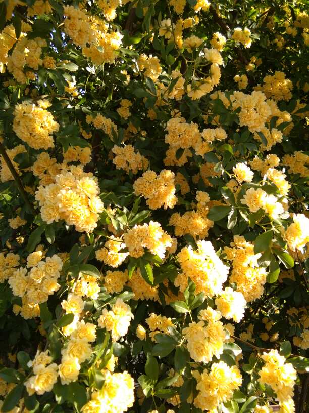 黄色木香花——宜小院，宜暮雨(图4)