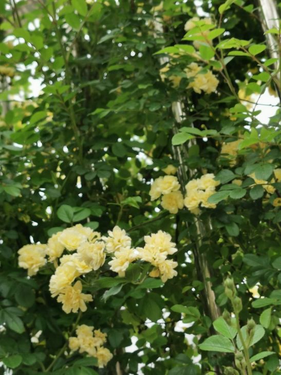 黄色木香花——宜小院，宜暮雨(图5)