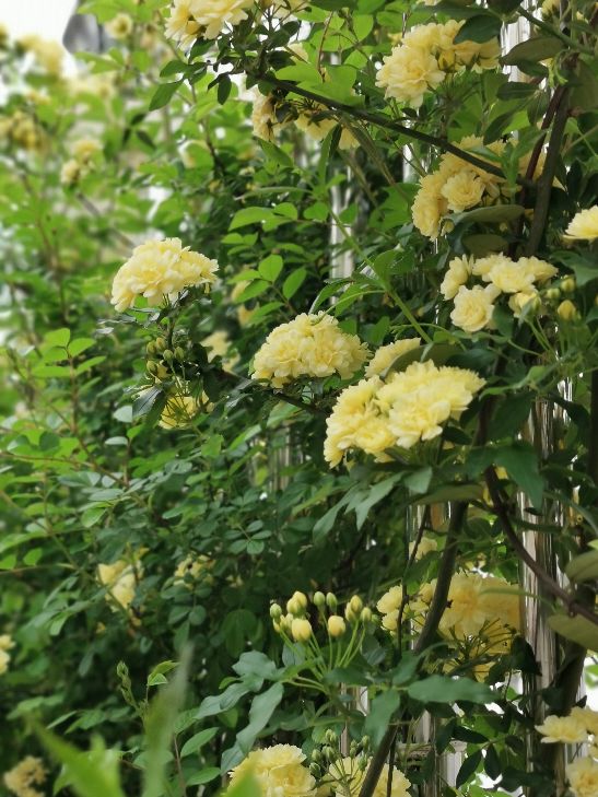黄色木香花——宜小院，宜暮雨(图6)
