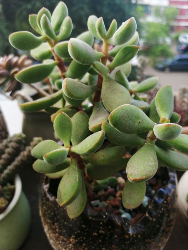 若歌诗图片赏析 - 功圣花卉