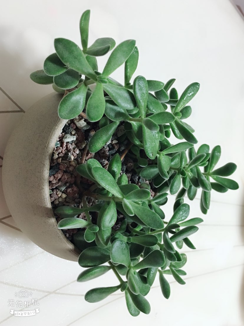 若歌诗图片赏析(图2)