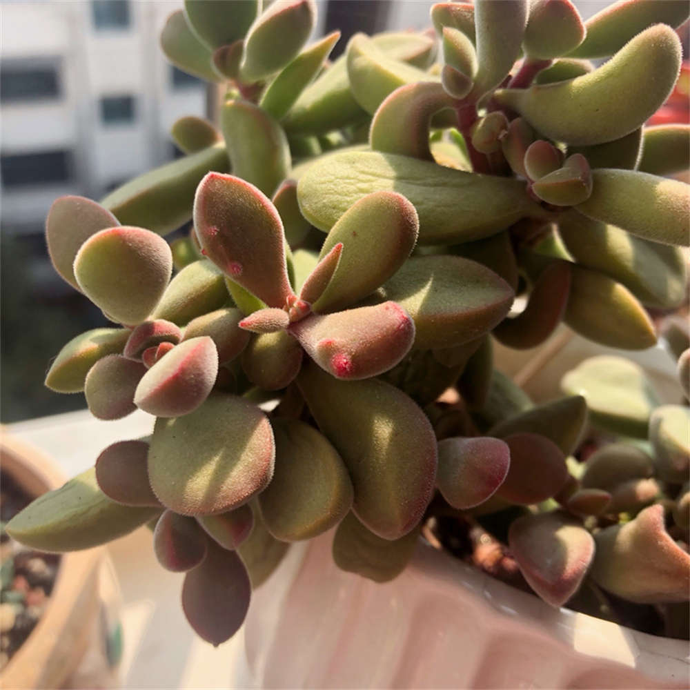 若歌诗图片赏析(图3)