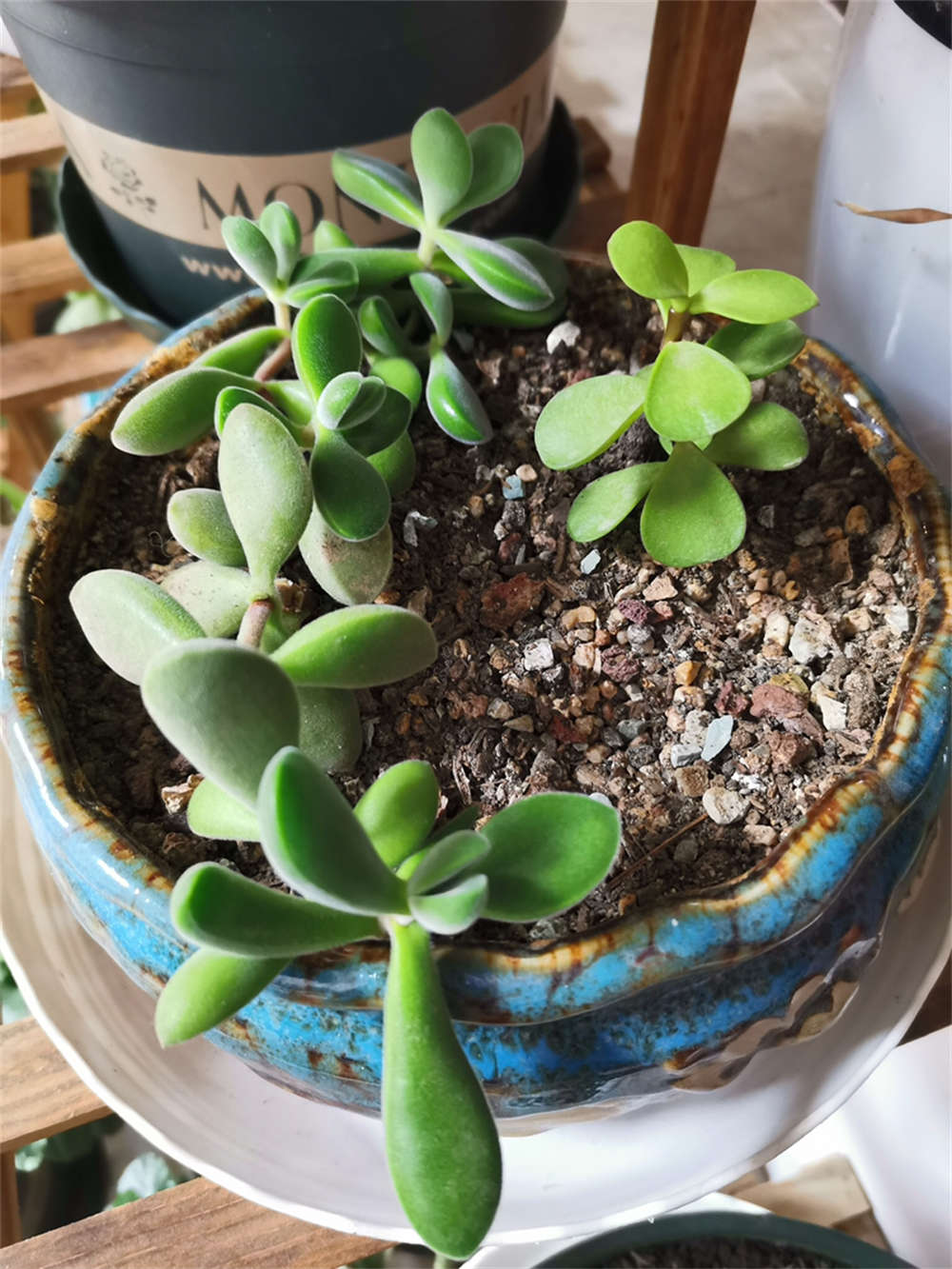 若歌诗图片赏析(图4)