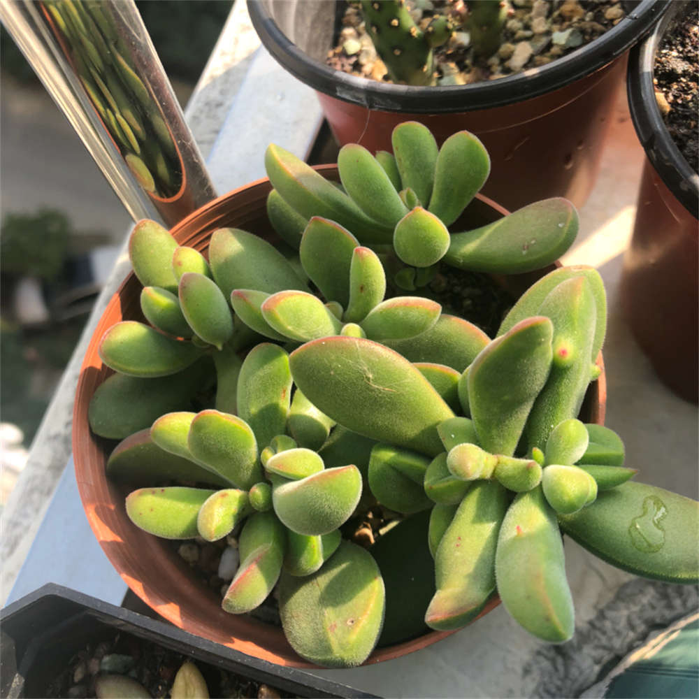 若歌诗图片赏析(图5)