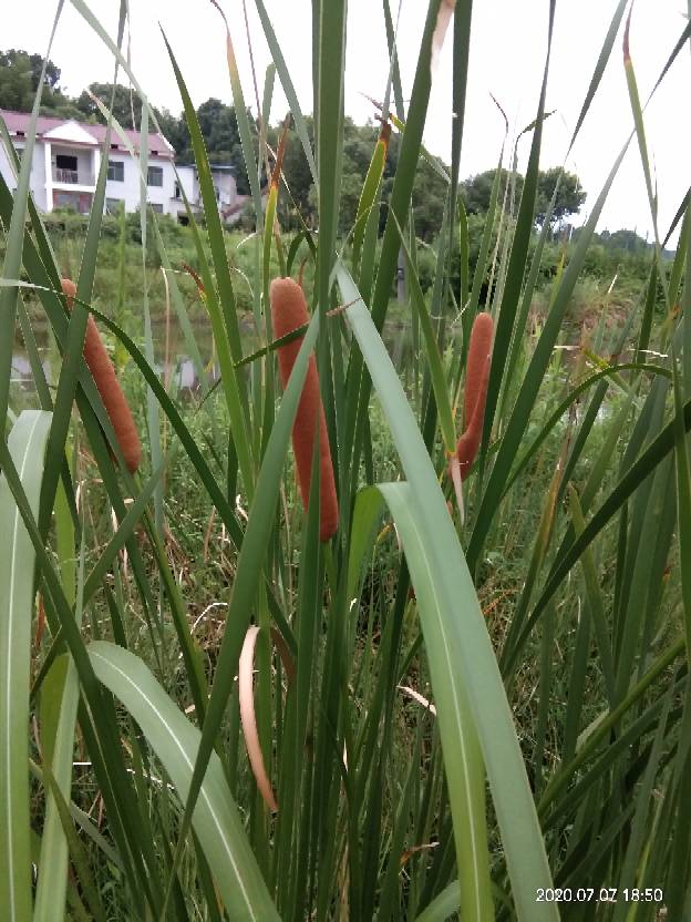 大有用处的香蒲 - 功圣花卉