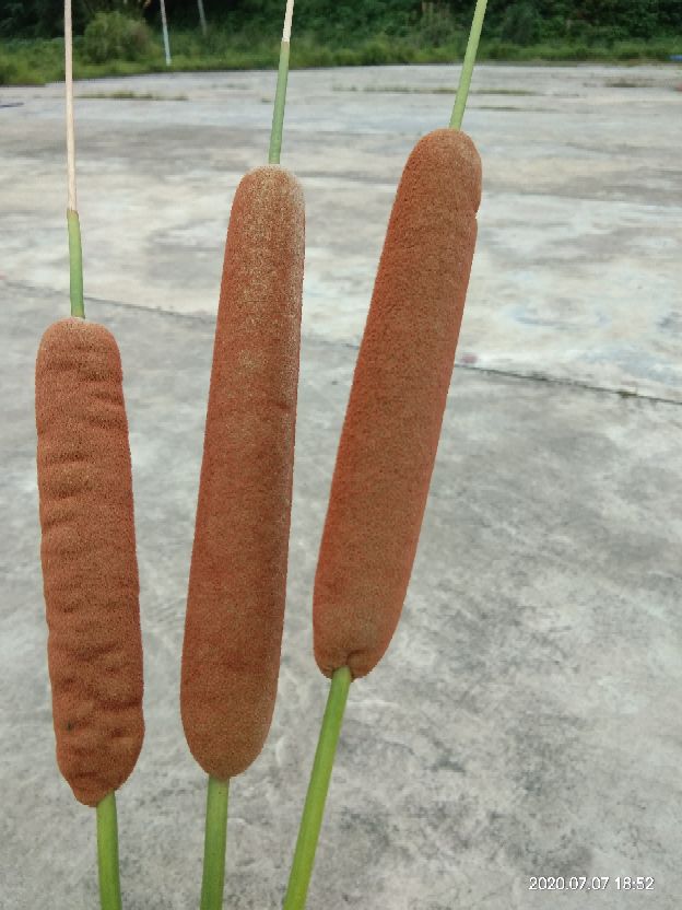 大有用处的香蒲(图2)