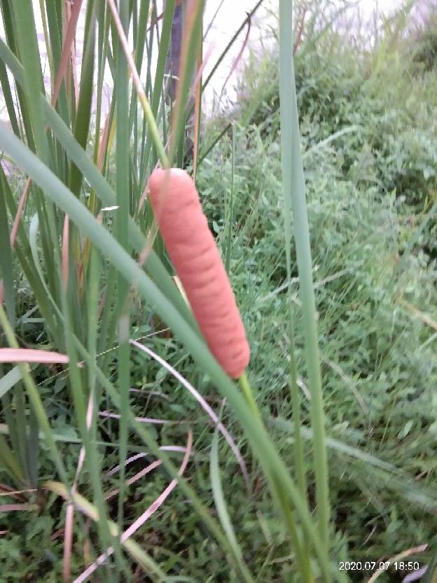 大有用处的香蒲(图3)