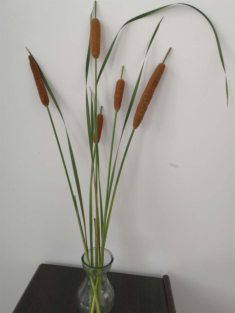 大有用处的香蒲(图4)