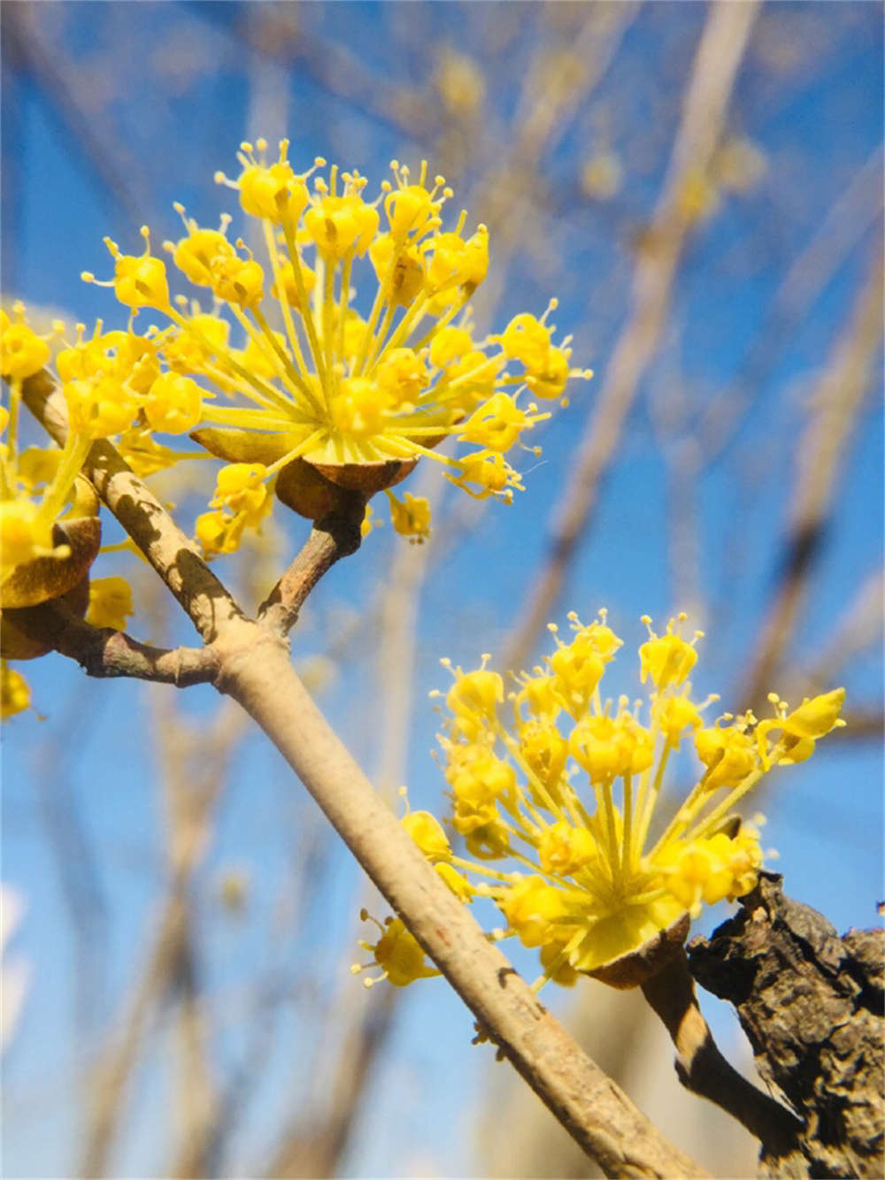 漫山茱萸色金黄 - 功圣花卉
