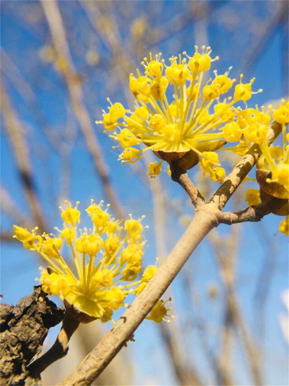 漫山茱萸色金黄(图2)