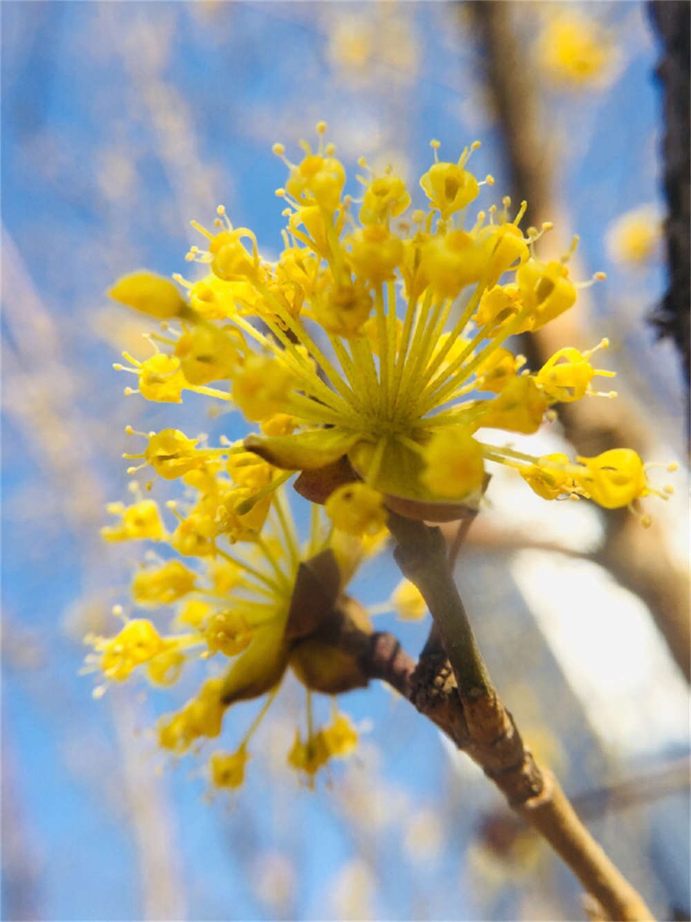 漫山茱萸色金黄(图3)