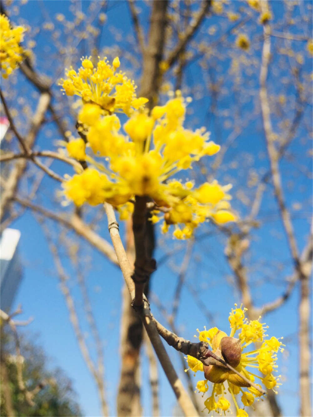 漫山茱萸色金黄(图4)