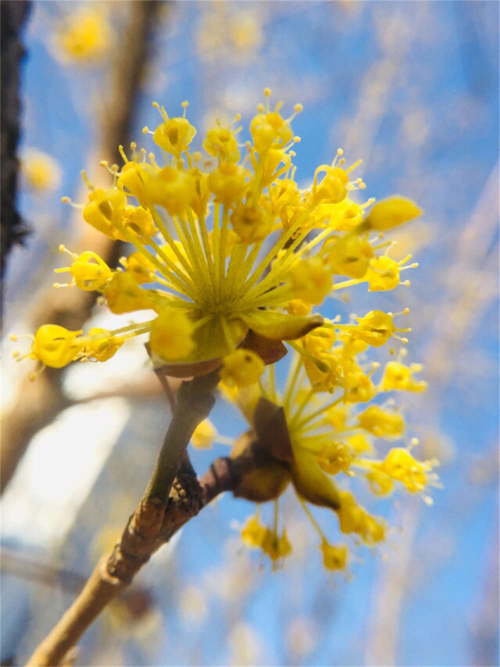 漫山茱萸色金黄(图6)