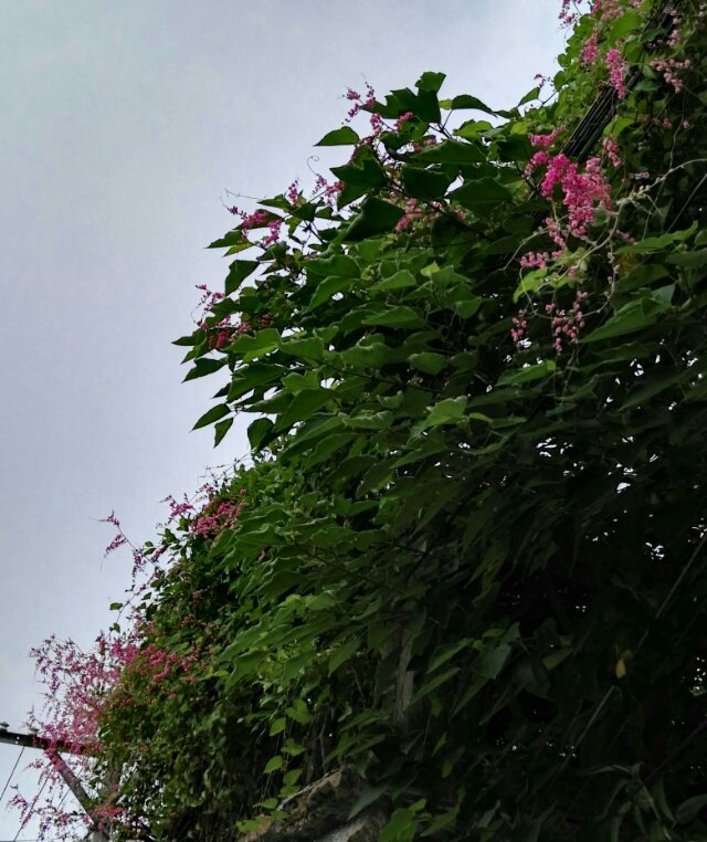 珊瑚藤美图欣赏 - 功圣花卉