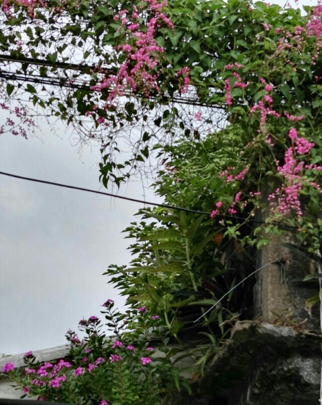 珊瑚藤美图欣赏(图2)