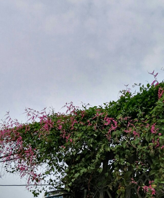 珊瑚藤美图欣赏(图3)