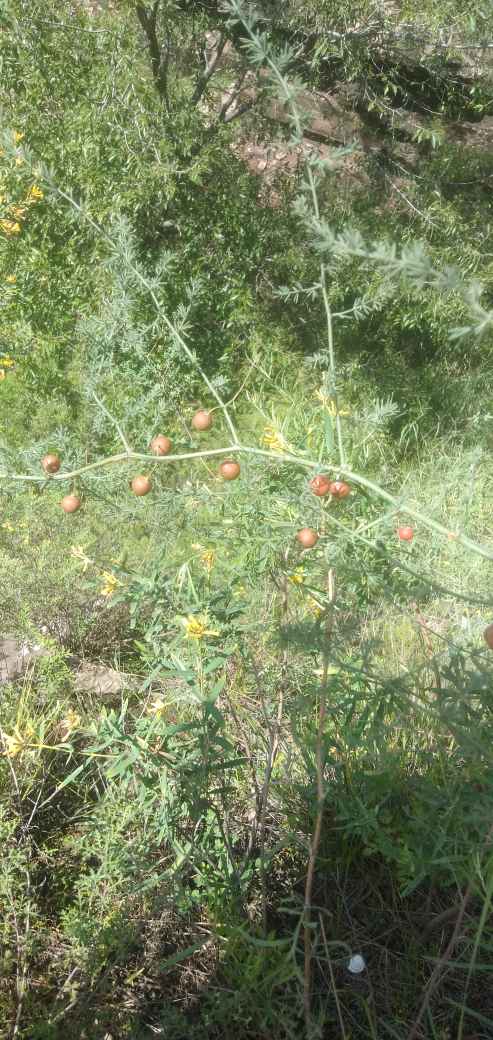 老虎的尾巴——天门冬 - 功圣花卉